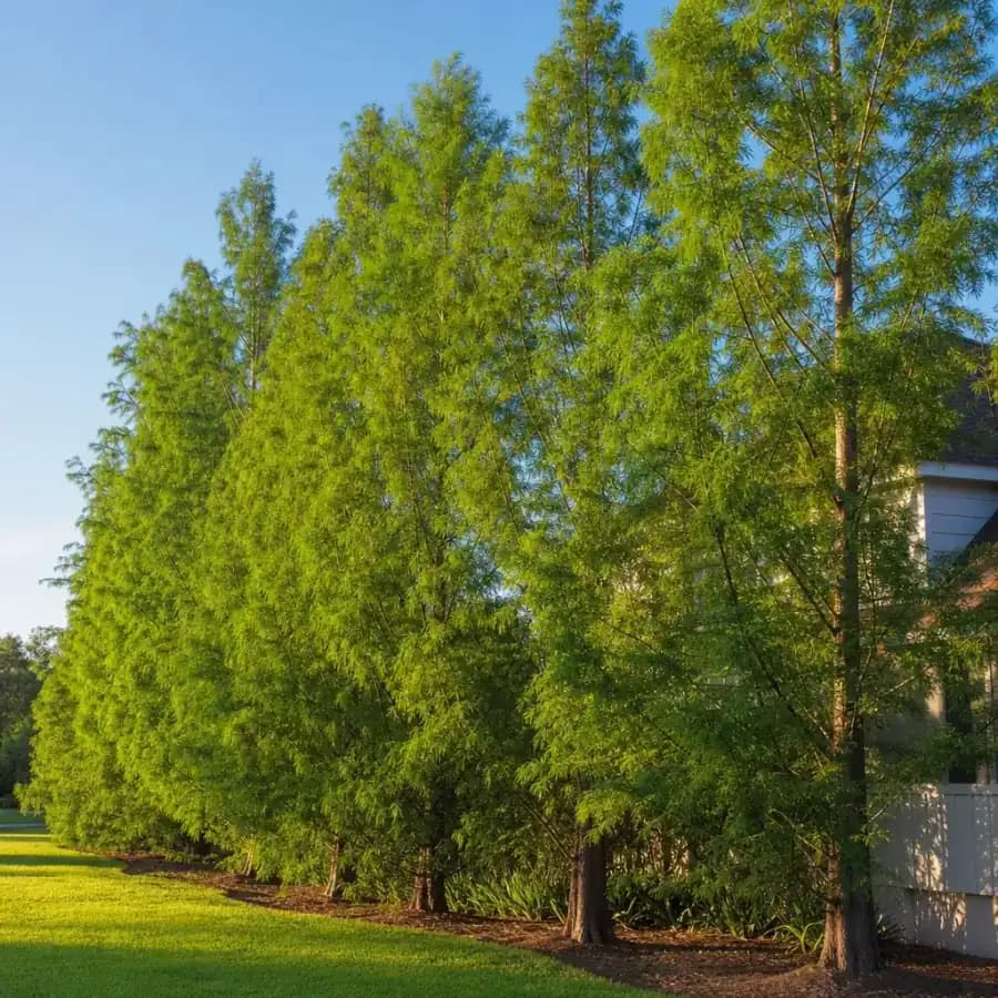 Pond Cypress (Taxodium distichum var. imbricarium) for sale